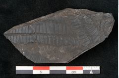 Foto (Detailansicht) von Cyatheites schlotheimii St. (NHMW-GEO-2024-0188-10883)